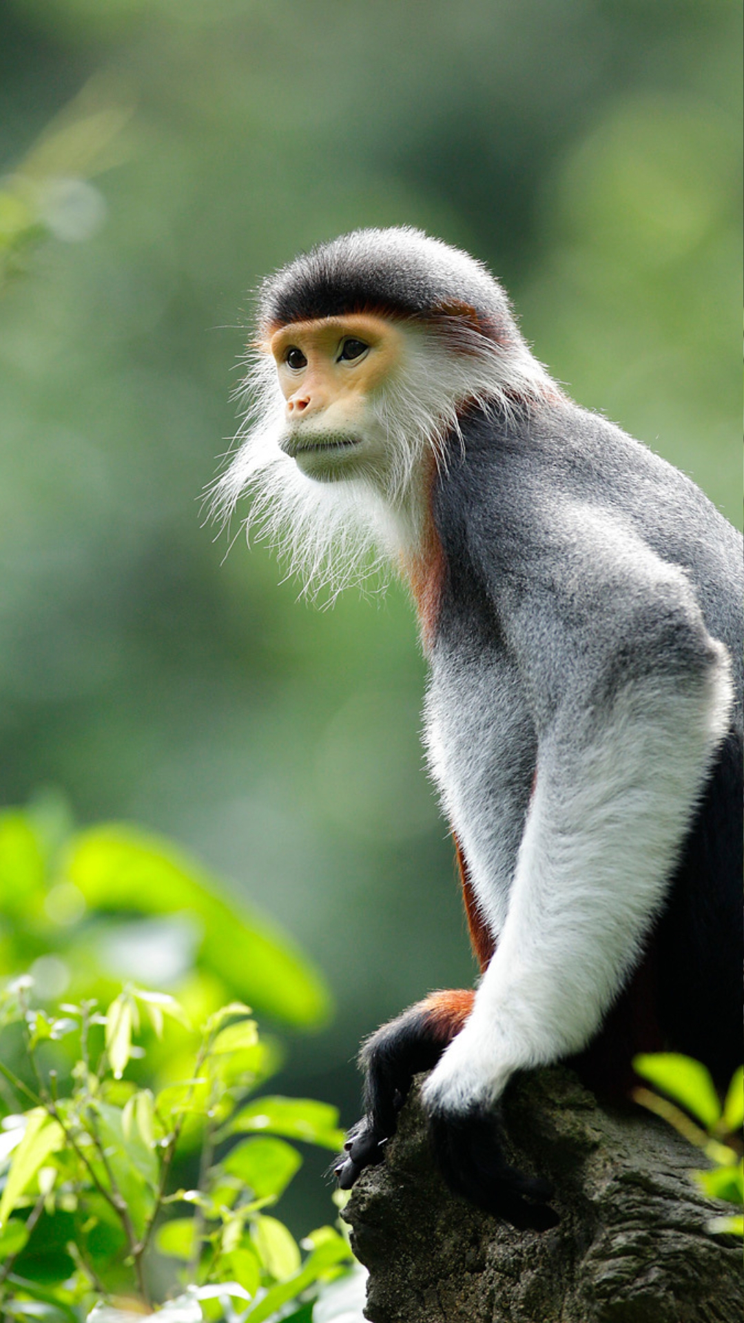 Mandai Rainforest Resort by Banyan Tree-Red-shanke